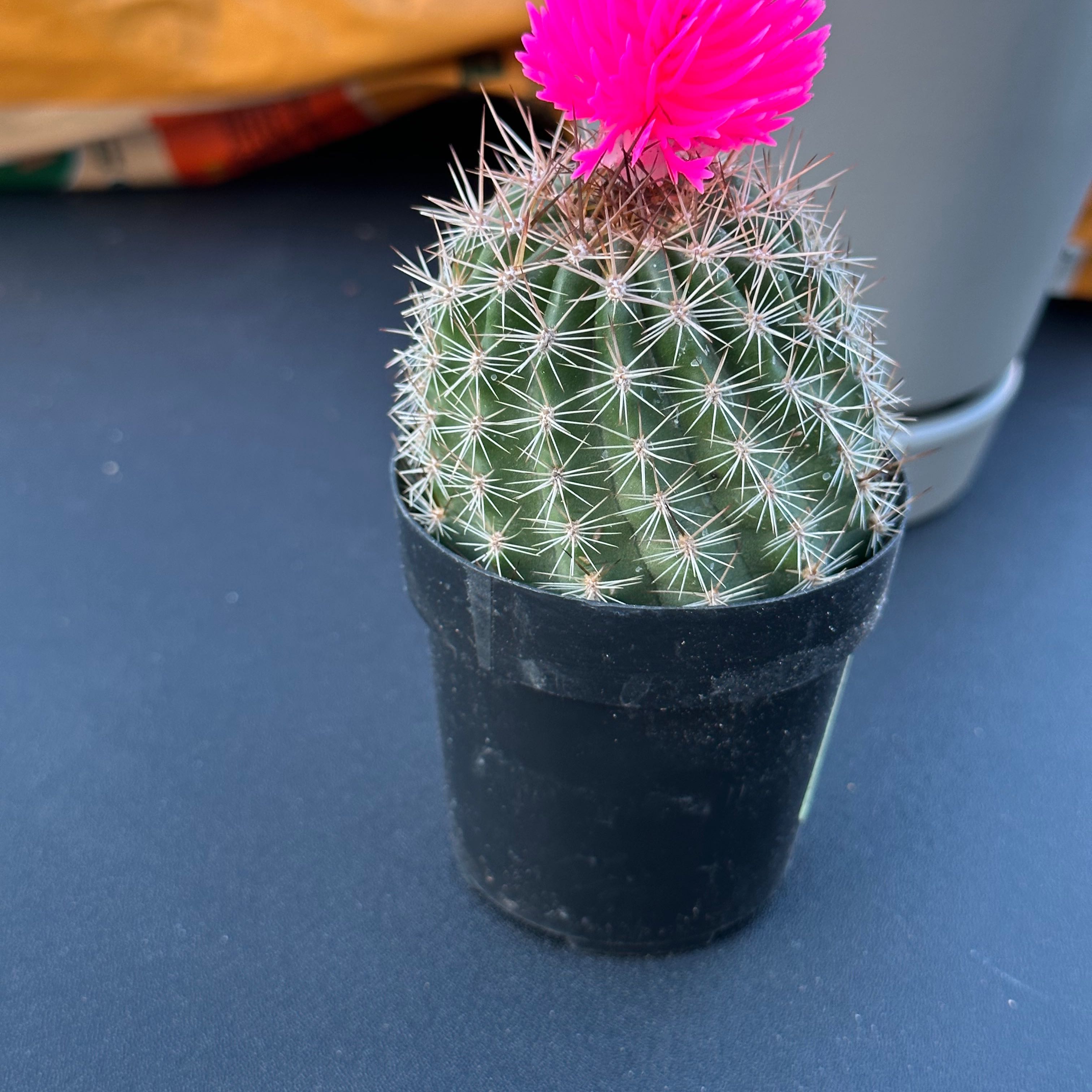Chihuahuan Beehive cactus in a black pot with a pink flower on top.
