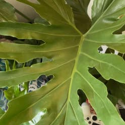 Split Leaf Philodendron plant
