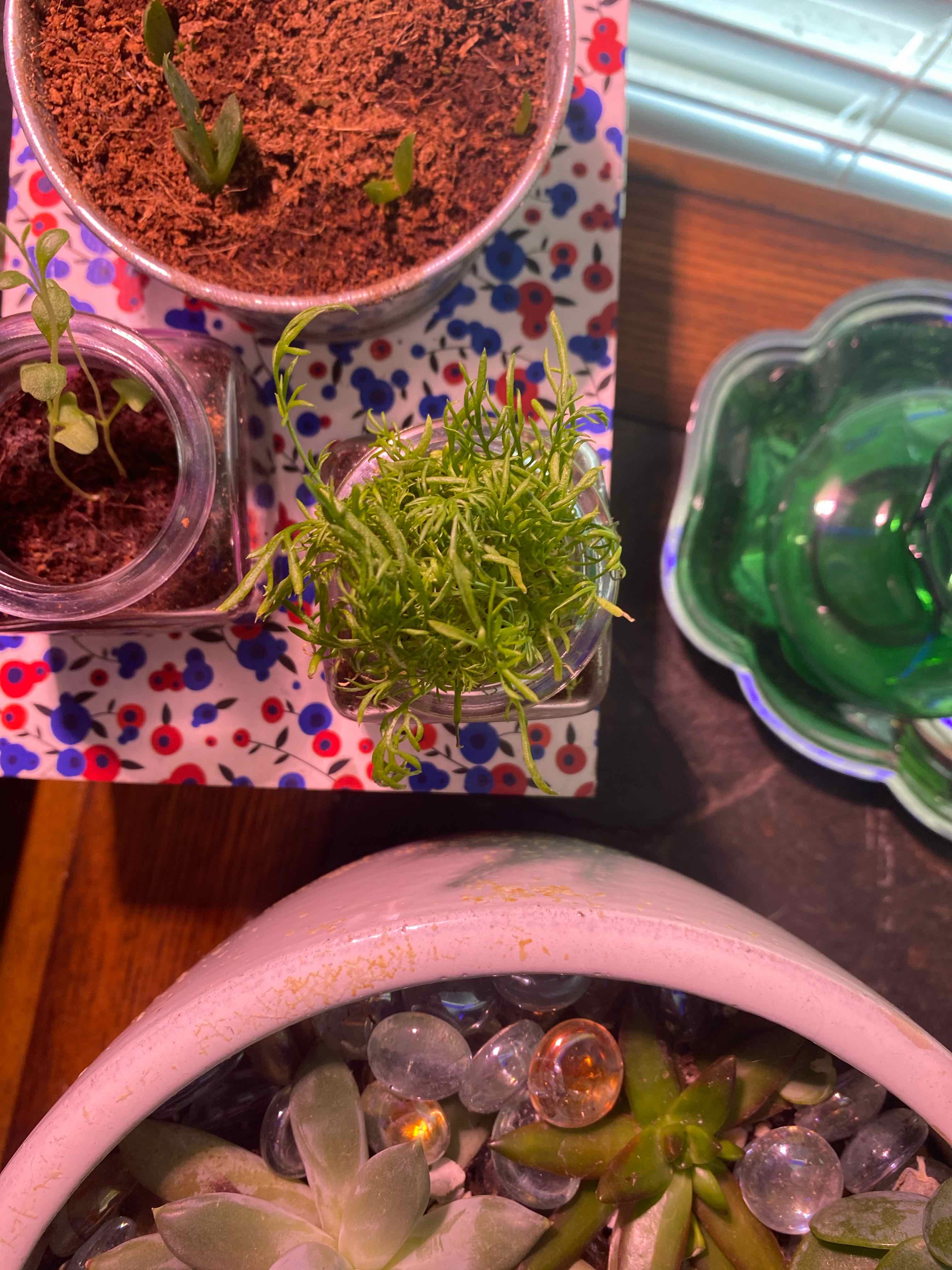 Multiple plants in containers, including German Chamomile with fine, feathery leaves.