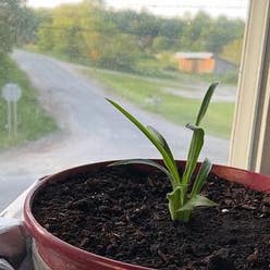 Bush Lily plant