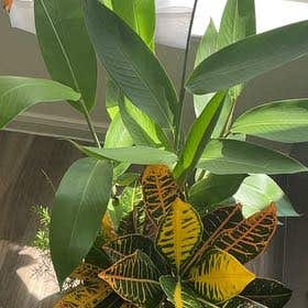 Photo of the plant species Parrot's Plantain by @OverjoyedFern named Leonardo on Greg, the plant care app