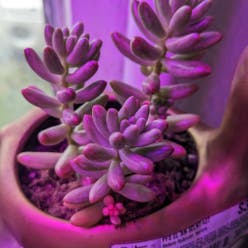 Aurora Pink Jelly Bean plant