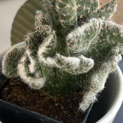 Lady Finger Cactus plant