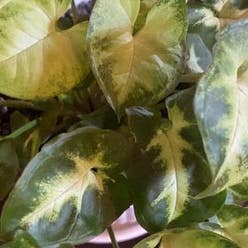 Syngonium Pixie plant