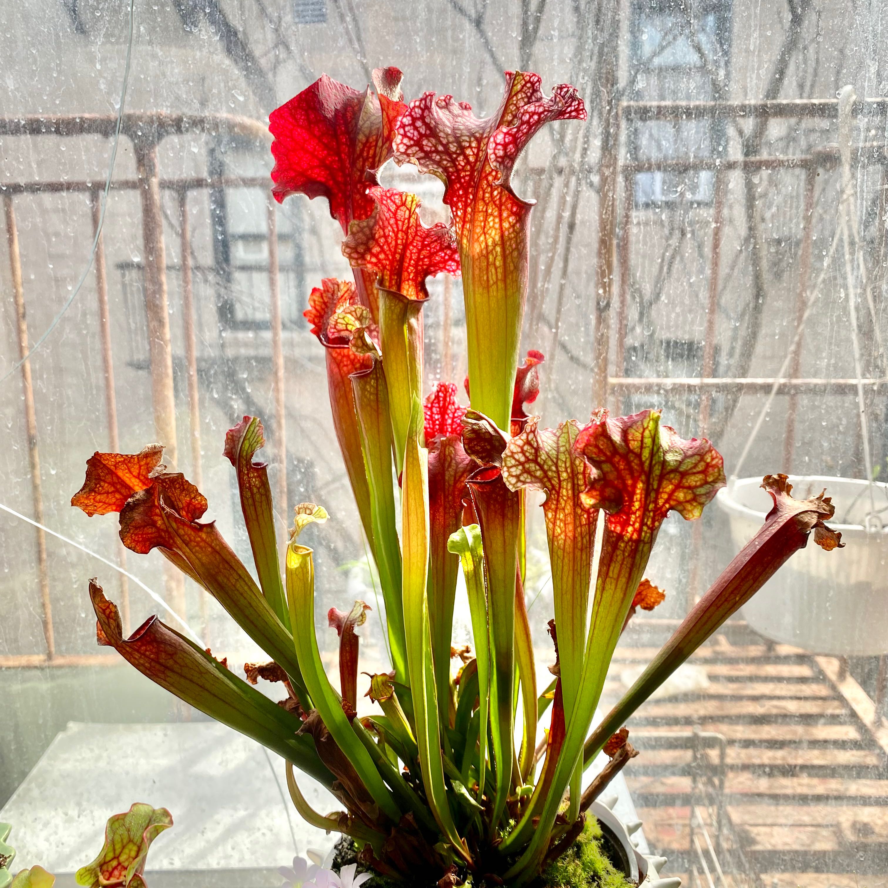 Photo of the plant species Judith Hindle Pitcher Plant by @KindApricot named Gates on Greg, the plant care app