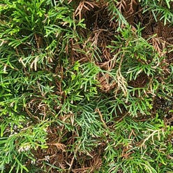 Creeping Juniper plant