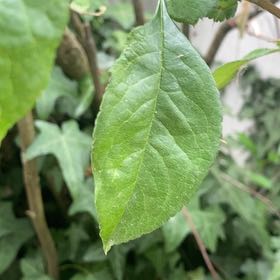 Photo of the plant species European Spindle by @ValidNeslia named Bigleef Smalls on Greg, the plant care app