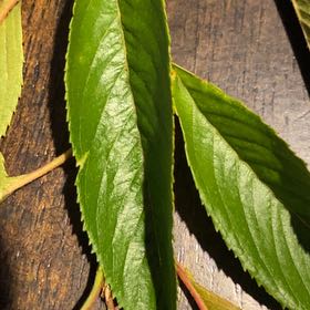 Photo of the plant species Sour Cherry by @ValidNeslia named Anne on Greg, the plant care app