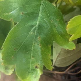 Photo of the plant species Midland Hawthorn by @ValidNeslia named Clooney on Greg, the plant care app