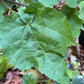 Photo of the plant species Wax Mallow by @ValidNeslia named Nemo on Greg, the plant care app
