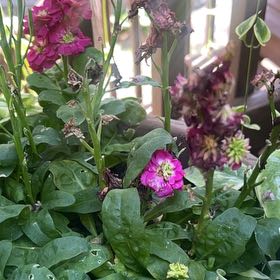 Photo of the plant species Brompton Stock by @AcademicianKoa named Sproutacus on Greg, the plant care app
