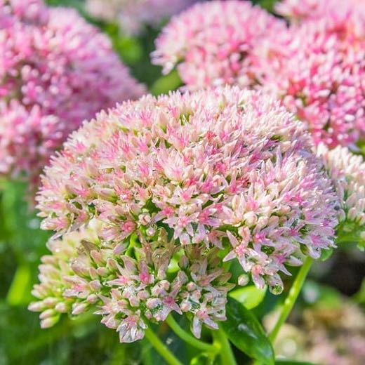 Photo of the plant species Live Forever Stonecrop by @hayleyhalli named Sol on Greg, the plant care app