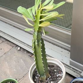 Photo of the plant species Sullu Spurge by @hayleyhalli named Gomez on Greg, the plant care app