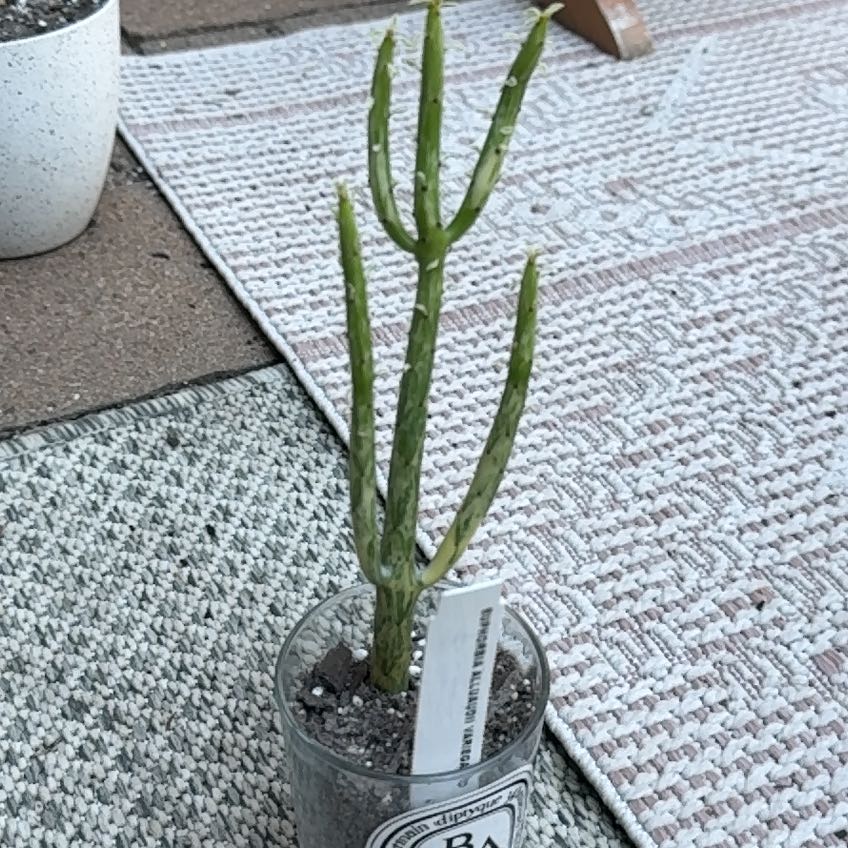 Photo of the plant species Cat Tails Euphorbia by @hayleyhalli named da Vinci on Greg, the plant care app