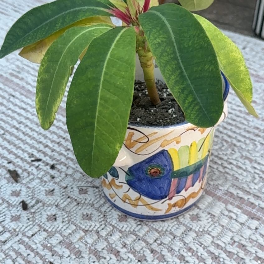 Photo of the plant species Euphorbia Viguieri by @hayleyhalli named Maya on Greg, the plant care app