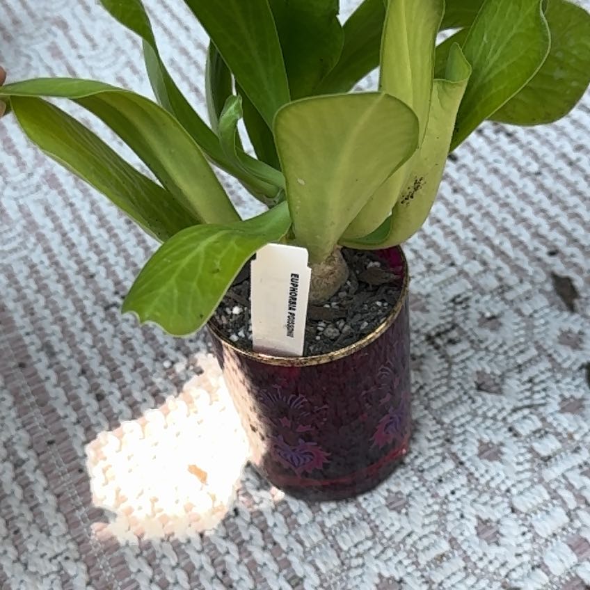 Photo of the plant species Euphorbia poissonii by @hayleyhalli named Tree Diddy on Greg, the plant care app