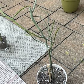 Photo of the plant species Euphorbia Kamponii by @hayleyhalli named Sahara on Greg, the plant care app