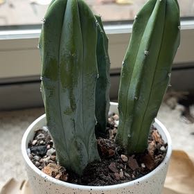 Photo of the plant species Desert Blue Candle by @hayleyhalli named Mochi on Greg, the plant care app
