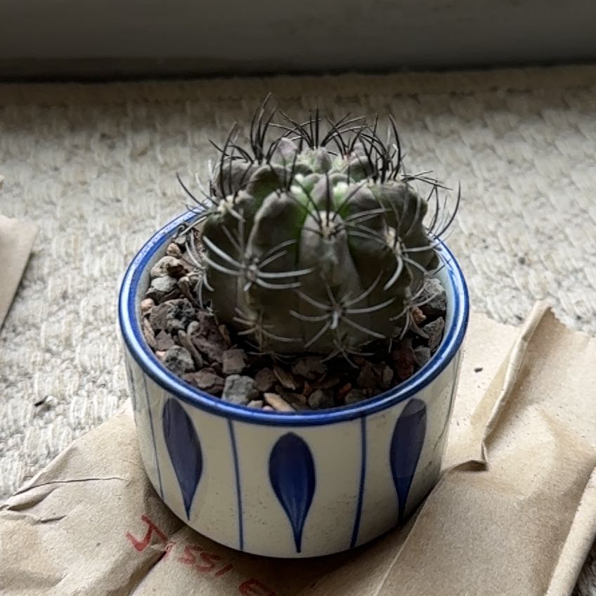 Photo of the plant species Purple Karoo Rose by @hayleyhalli named Naomi on Greg, the plant care app