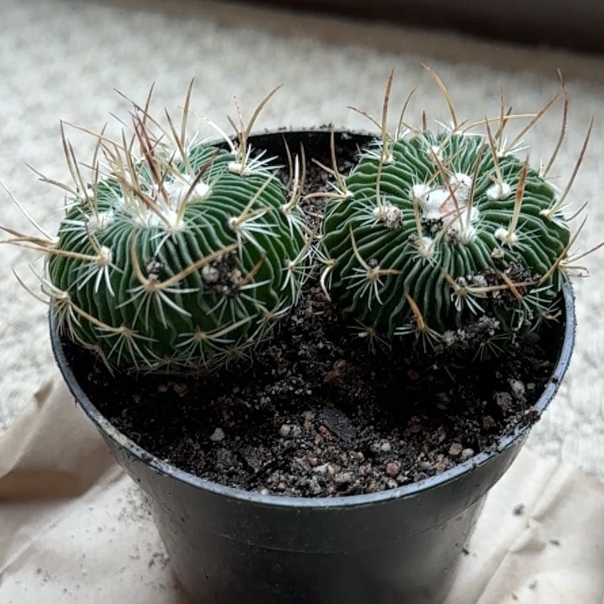 Photo of the plant species Stenocactus crispatus by @hayleyhalli named Cleopatra on Greg, the plant care app