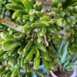 Gollum Jade plant