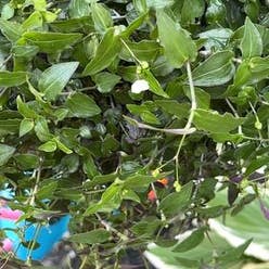 Small-Leaf Spiderwort plant