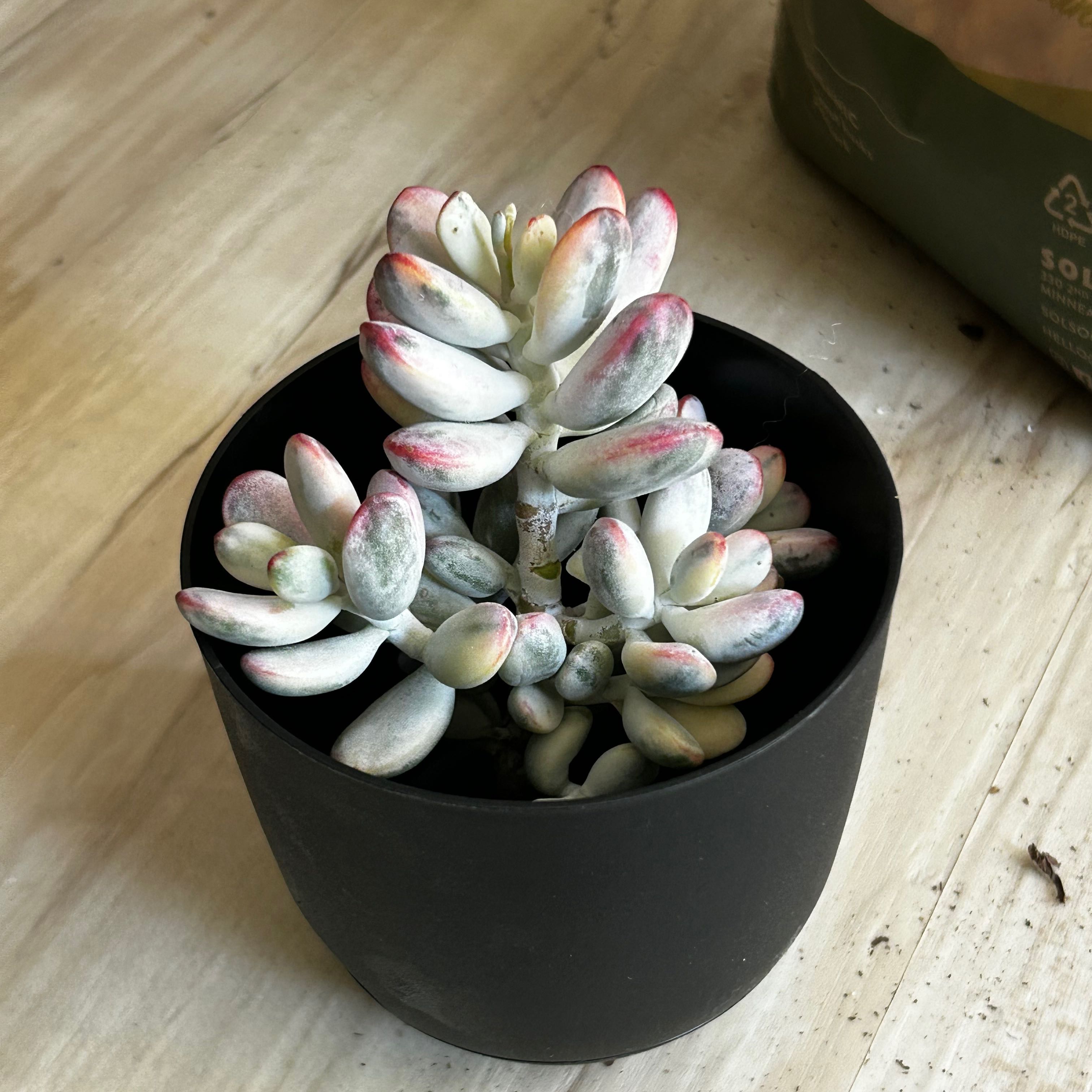Photo of the plant species Unicorn plant by @GutsyGoldwire named Duke on Greg, the plant care app