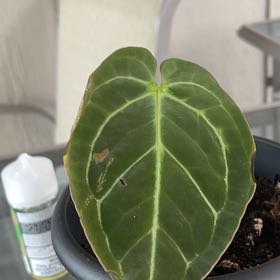 Photo of the plant species Ace of Spades by @HumbleLavender named James Dean on Greg, the plant care app