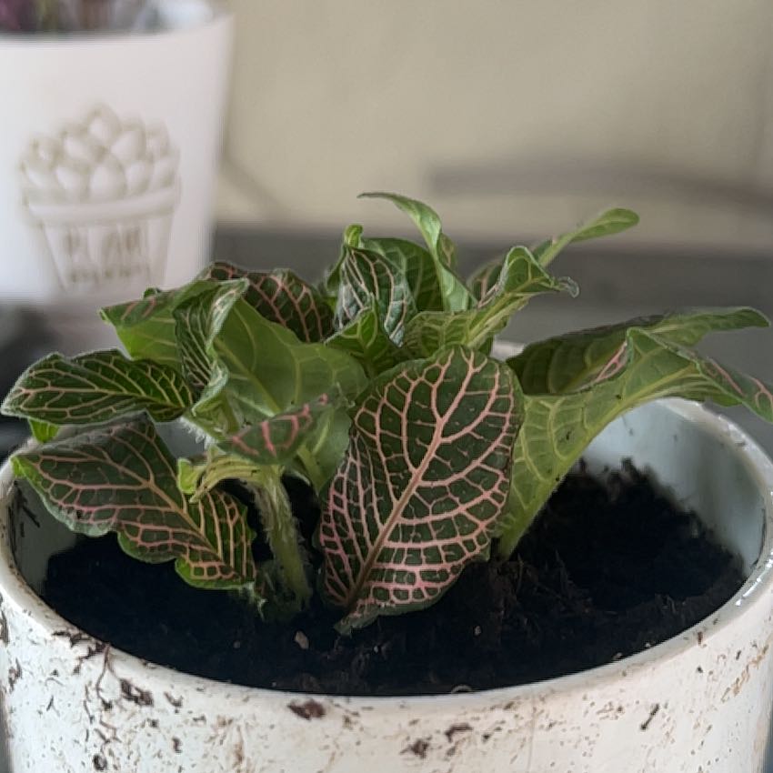 Pink Wave Nerve Plant in a white pot with dark soil, showing vibrant pink-veined green leaves.