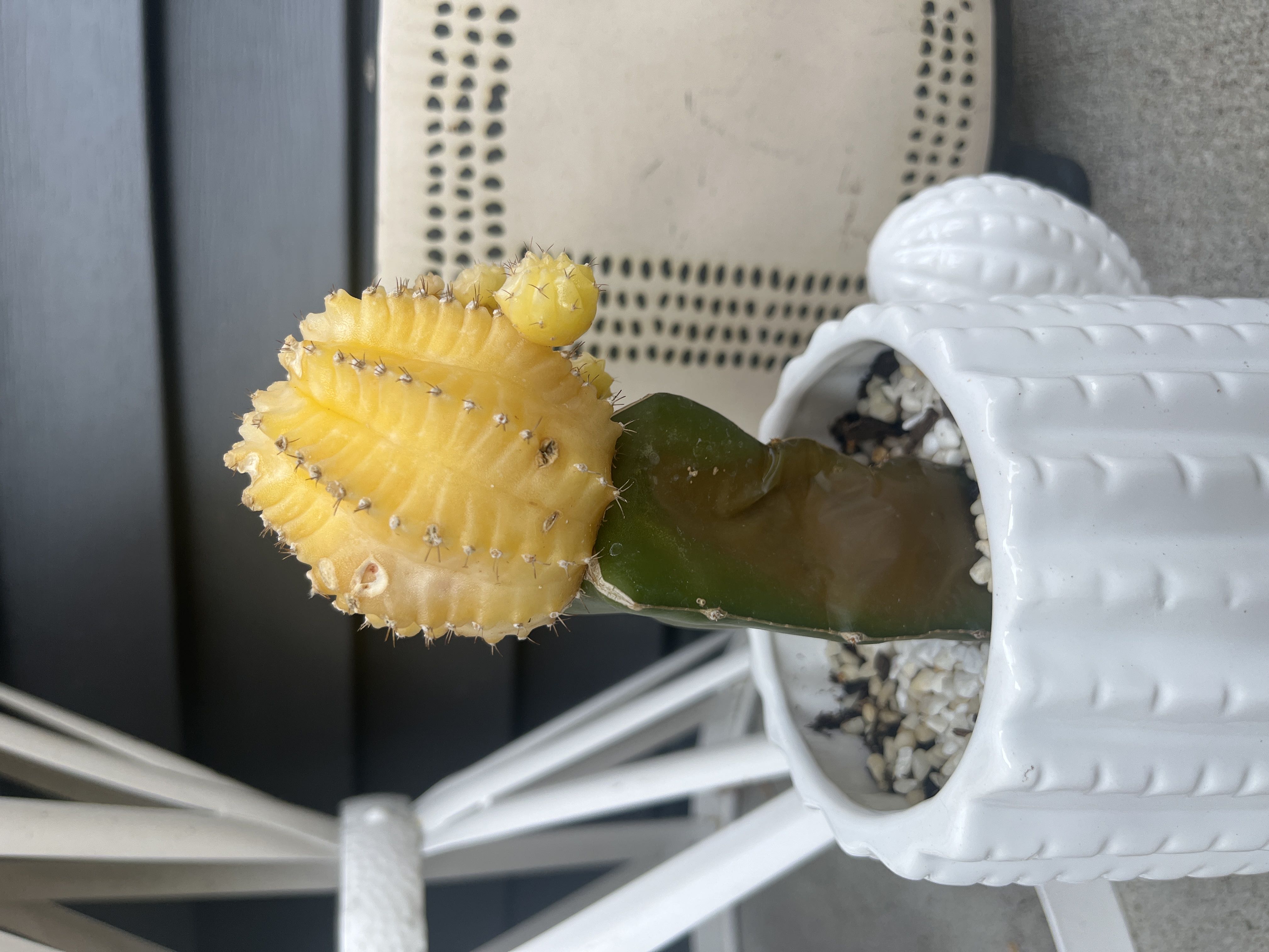 How Do You Know If A Cactus Is Over Watered: Signs & Fixes