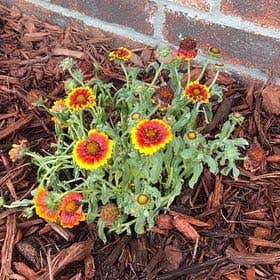 Photo of the plant species Great Blanket Flower by @HelpfulMoonglow named Sahara on Greg, the plant care app