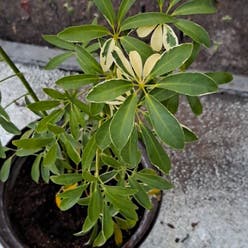 Dwarf Umbrella Tree plant