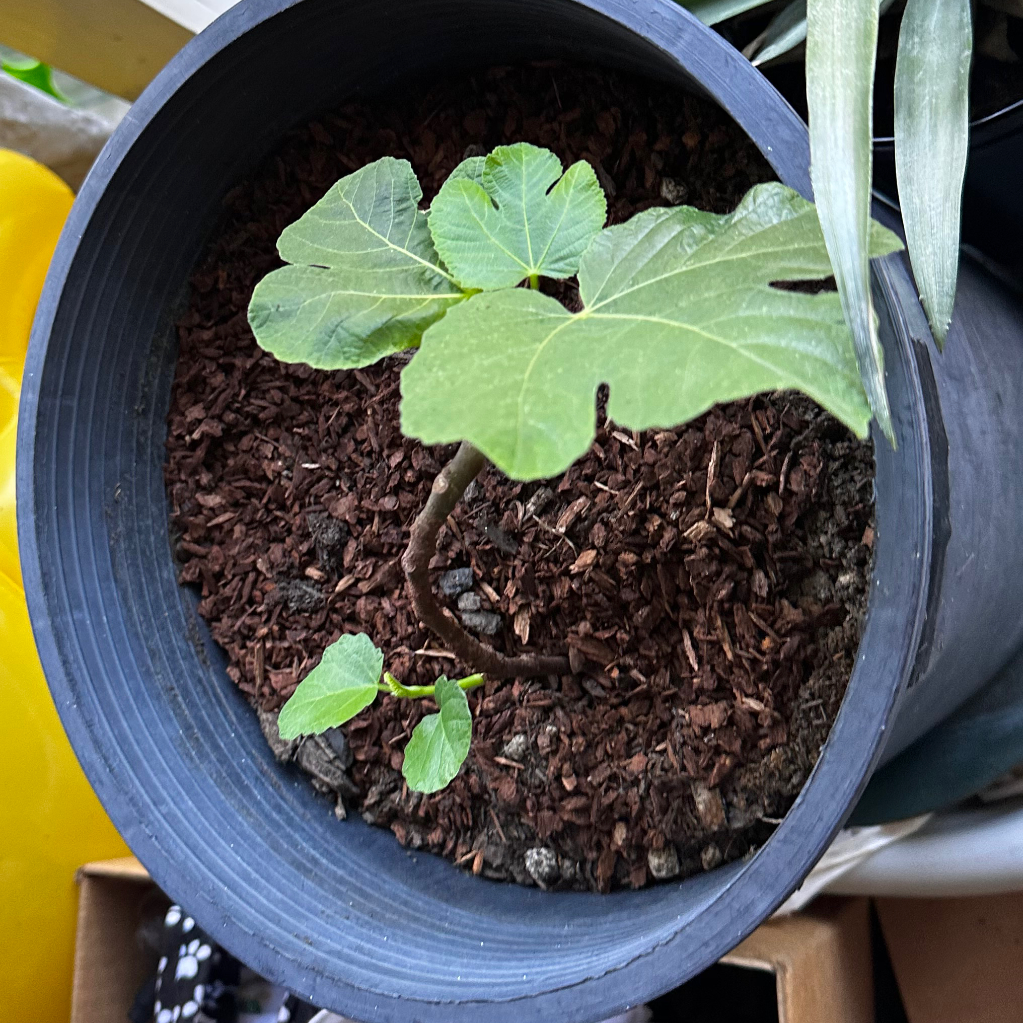 Photo of the plant species mission fig tree by @pretend named Facia on Greg, the plant care app