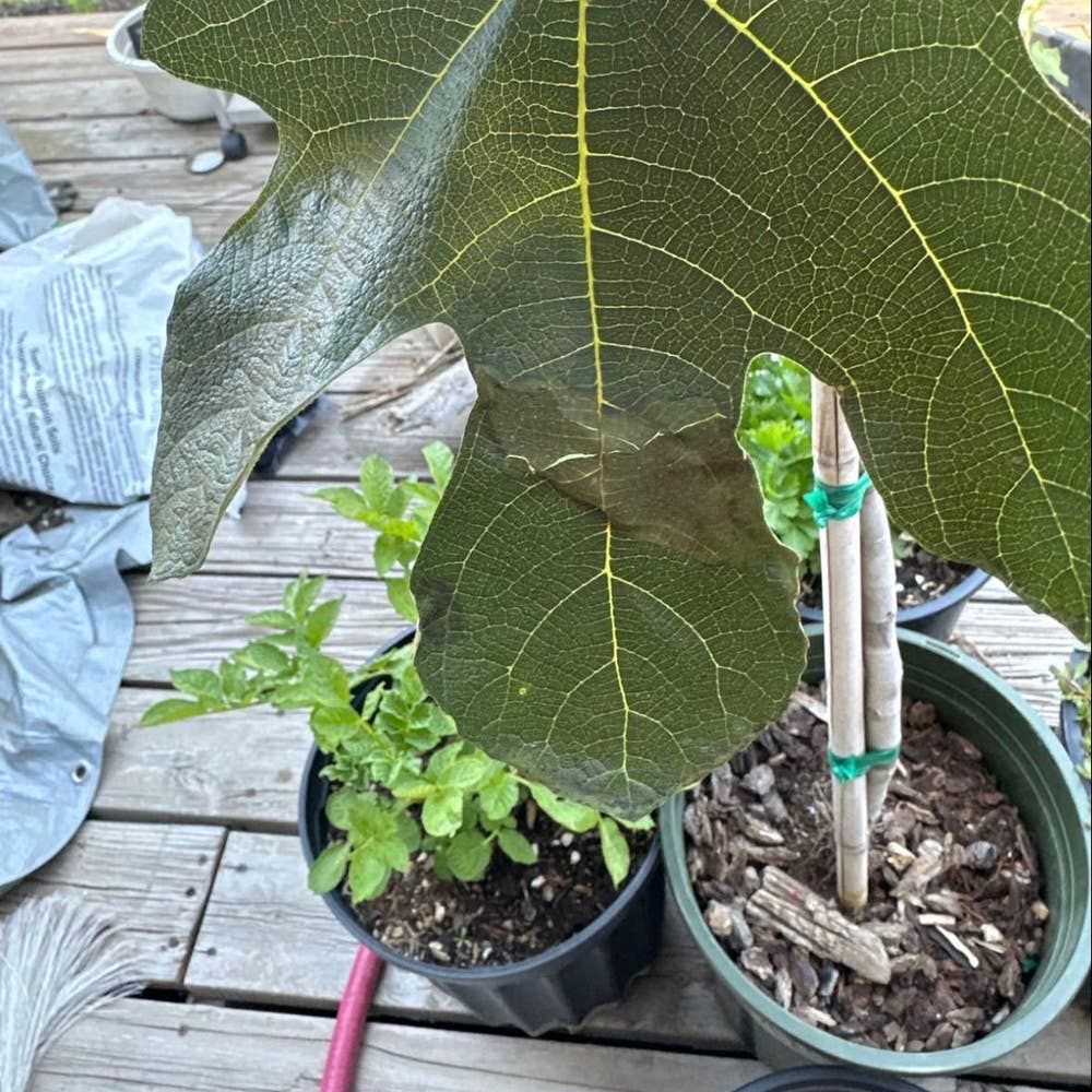 How to Grow and Care for Chicago Hardy Fig