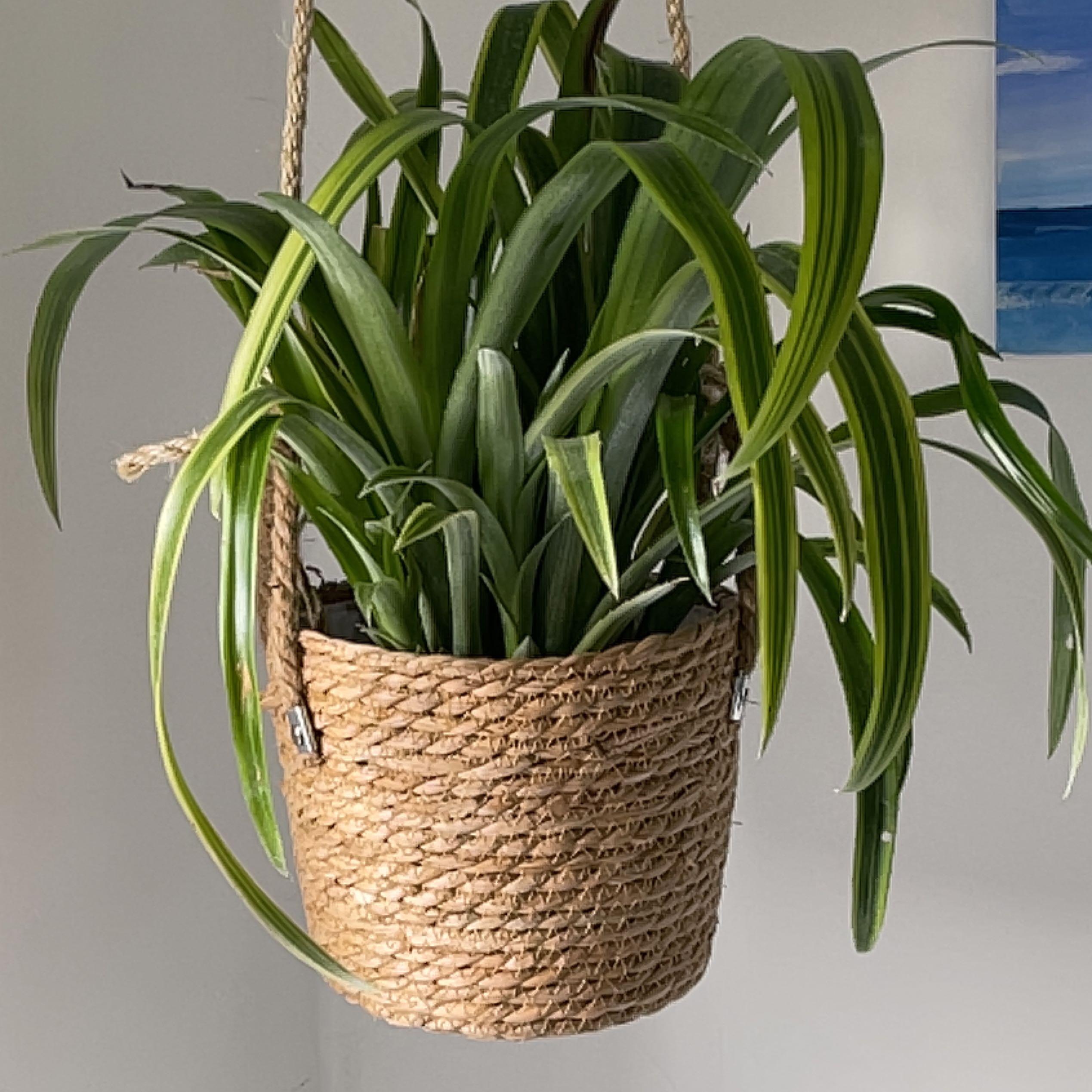 Queen's Tears plant in a woven hanging basket with healthy green leaves.