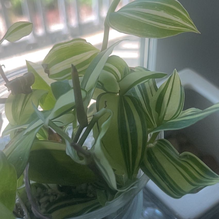Photo of the plant species Tricolor Rainbow Tradescantia by @LikableCorkoak named Hamilton on Greg, the plant care app