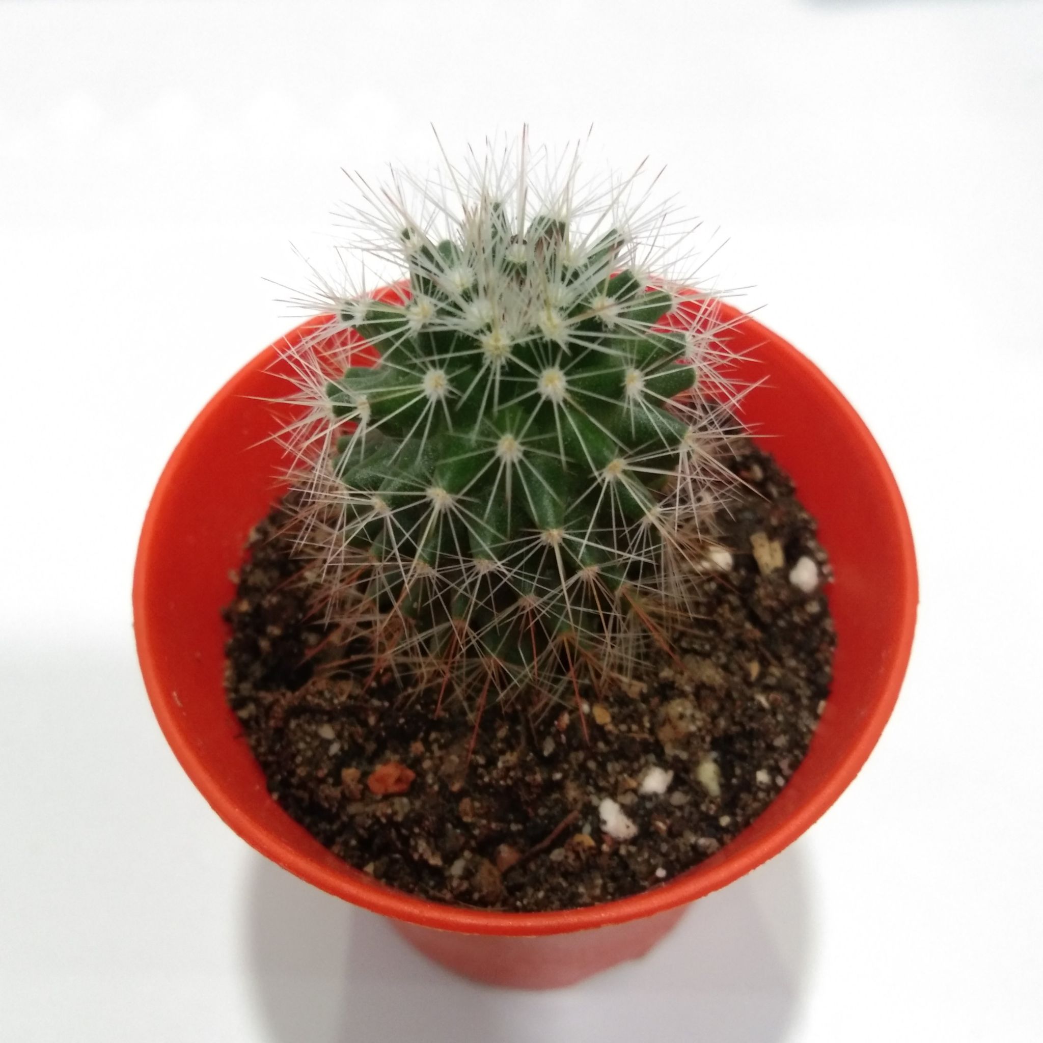 Photo of the plant species Mammillaria schwarzii by @ShrewdOleaster named Nico on Greg, the plant care app