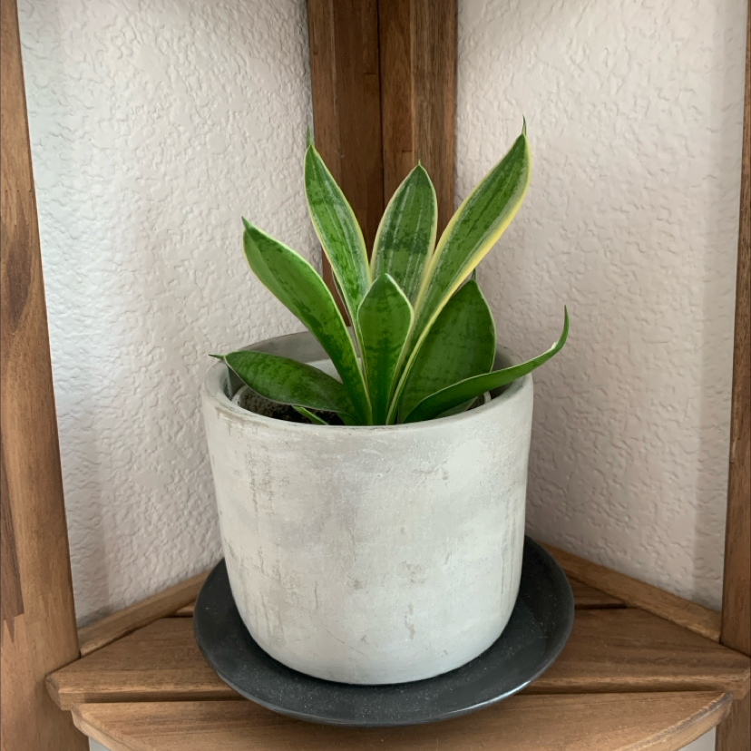 Photo of the plant species snake plant 'silver star' by @UpbeatStargilia named Omega on Greg, the plant care app
