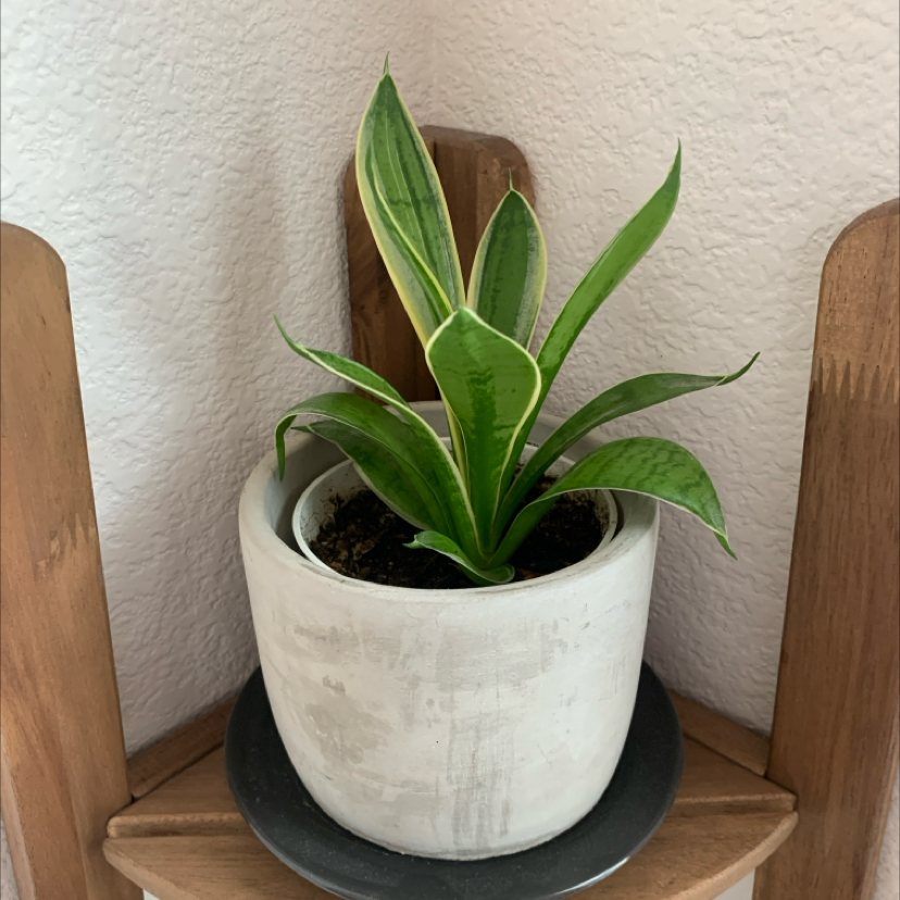 Photo of the plant species snake plant 'silver star' by @UpbeatStargilia named Alfa on Greg, the plant care app