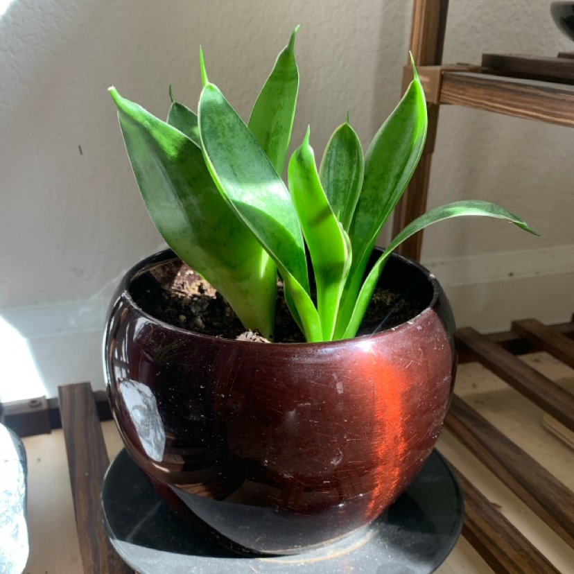 Photo of the plant species snake plant 'silver star' by @UpbeatStargilia named Copper Sunshine on Greg, the plant care app