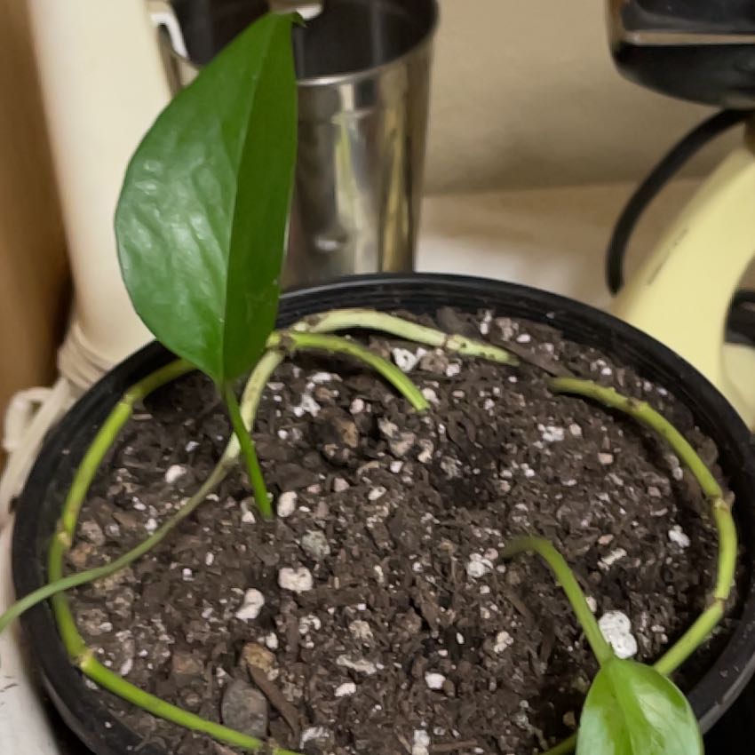 Morgan Treeman | A plant by @FoxyEarthball on Greg