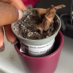 Black Velvet Alocasia plant