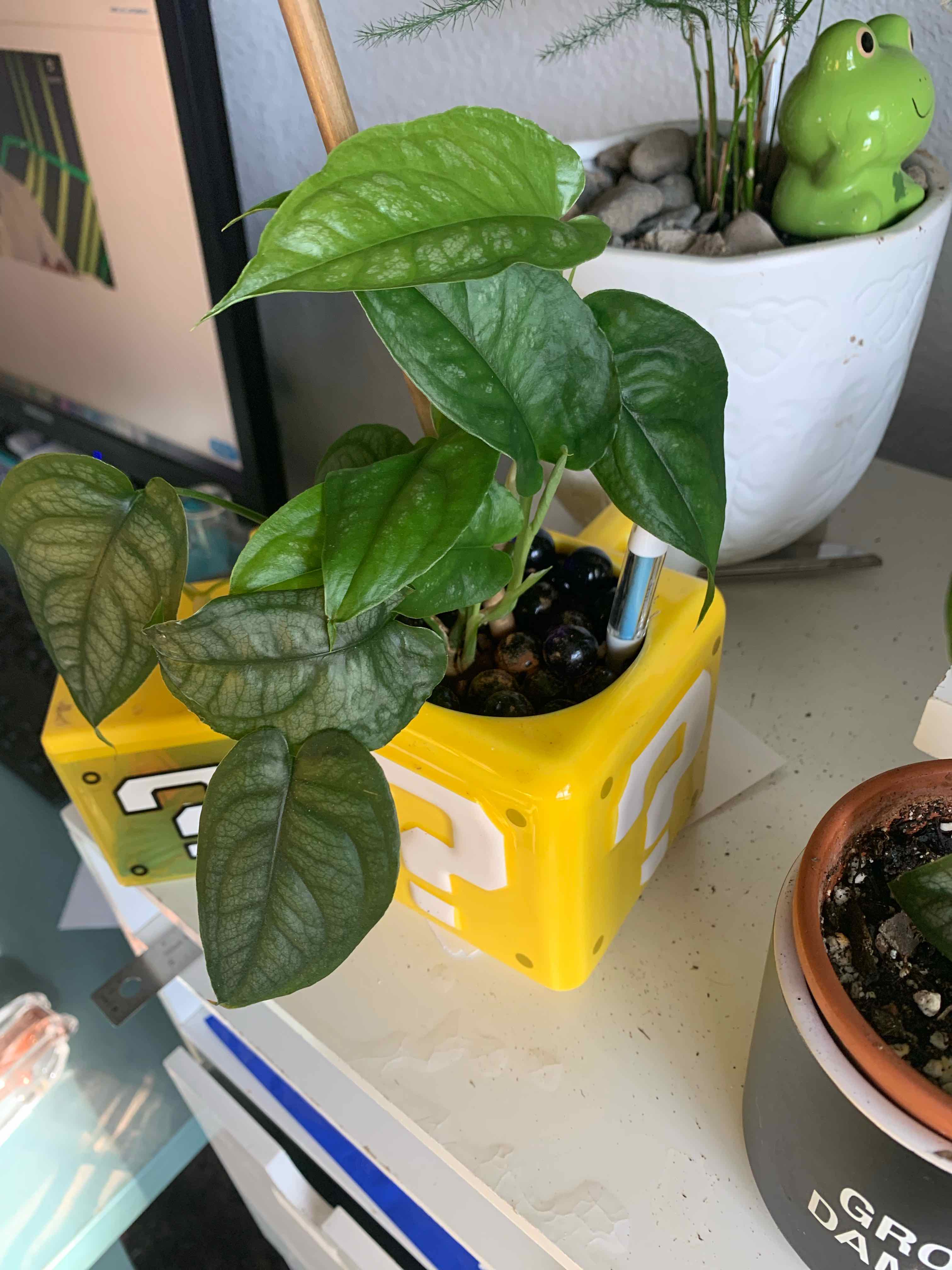 Monstera siltepecanna plant in a yellow pot with healthy green leaves.