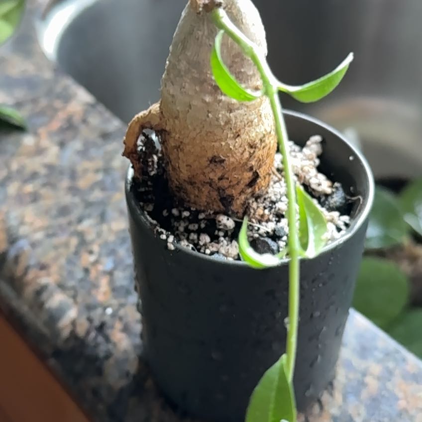 Photo of the plant species Caudiciform Fockea Edulis by @Smarti named Madonna on Greg, the plant care app