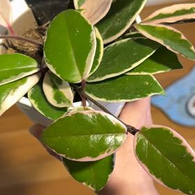 Photo of the plant species Hoya 'Shining Sea Star' by @Smarti named Pink Punk on Greg, the plant care app