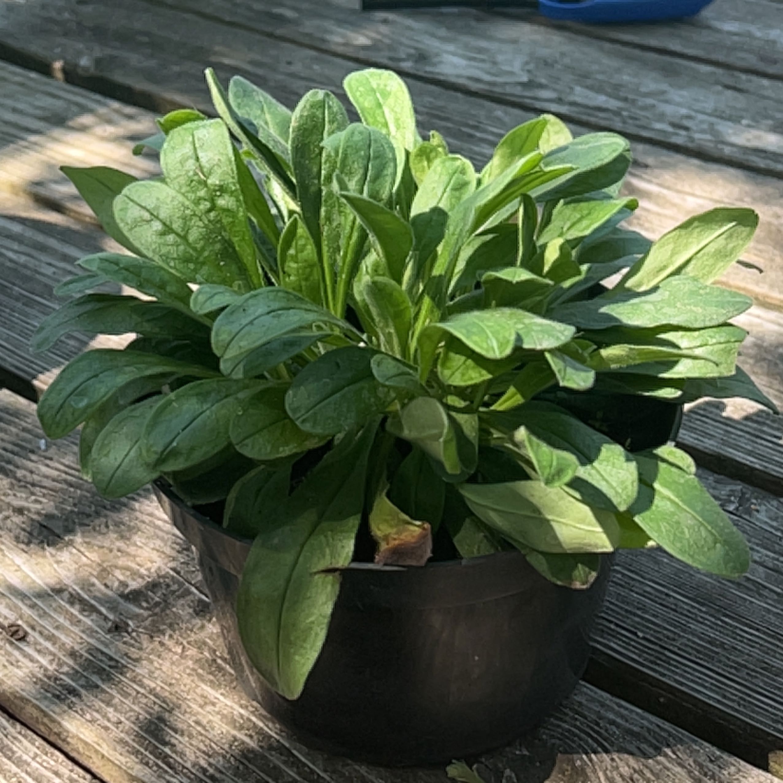 Healthy Chinese Forget-Me-Not plant in a black pot on a wooden surface.