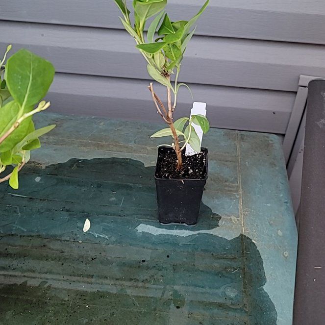 Photo of the plant species Dropmore Scarlet Trumpet Honeysuckle by @AngelFrogbit named Bob on Greg, the plant care app
