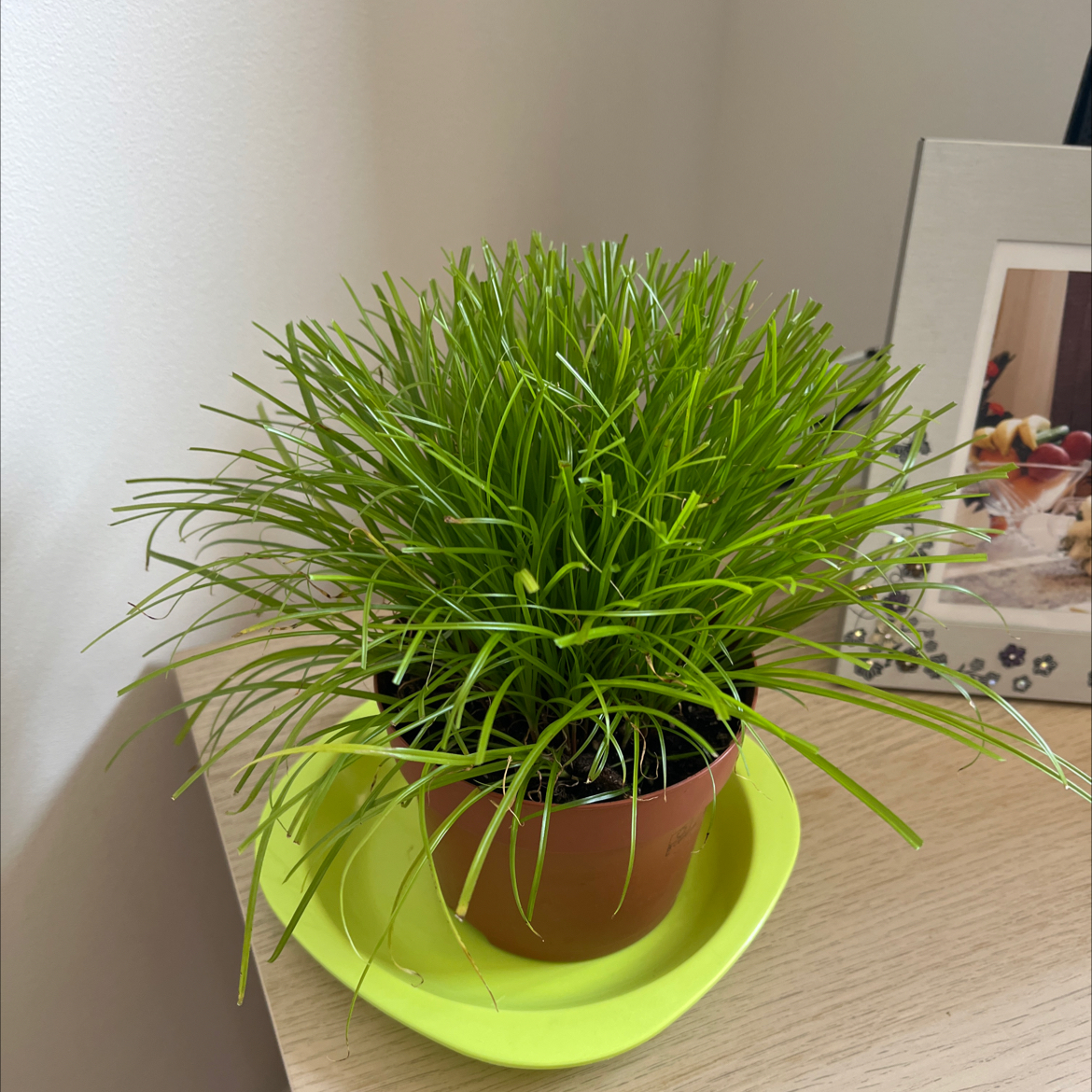 Photo of the plant species Zumula Cat Grass by @HeroRedsage named Baesil on Greg, the plant care app