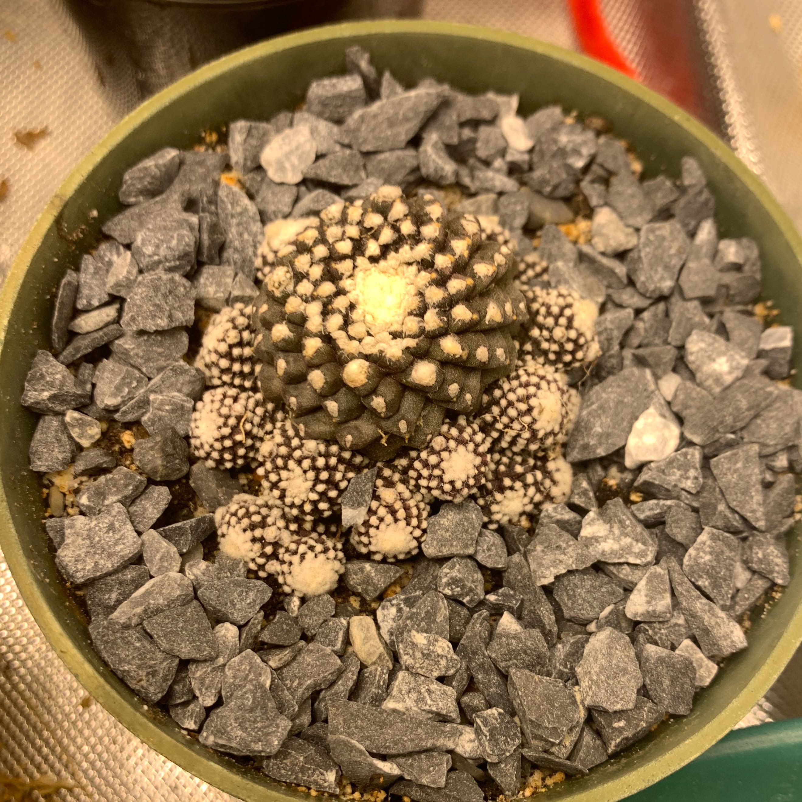 Photo of the plant species Copiapoa humilis 'Tenuissima' by @RightlyBlue named Treeyoncé on Greg, the plant care app