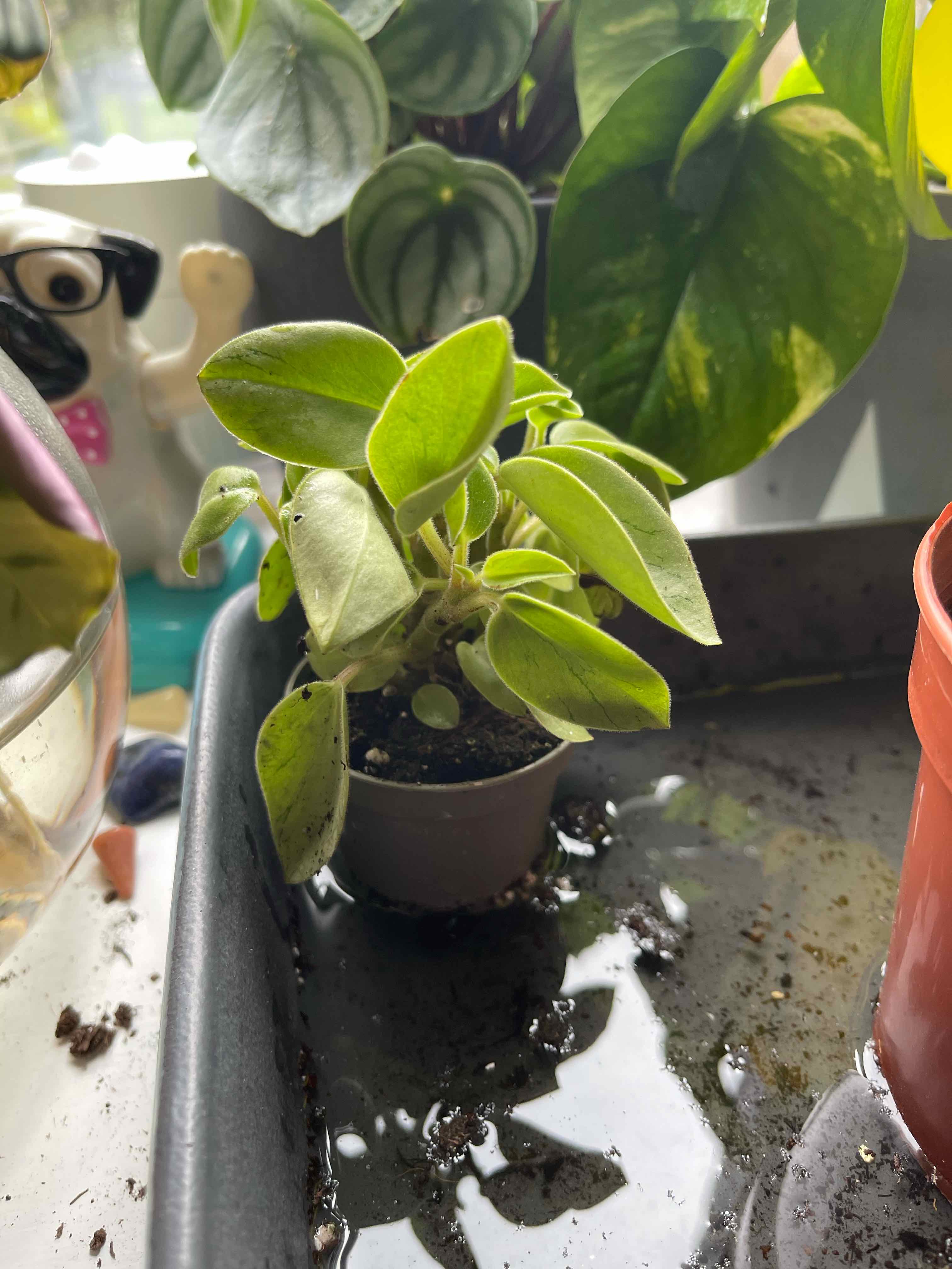 Teardrop Peperomia plant in a pot, placed in a tray with water. Healthy green leaves.